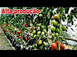 Make your tomato foot produce 100%