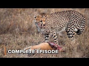 Cheetah Mothers Outrun Death on the Serengeti | Cheetah Against All Odds | COLOSSAL CAT WEEK 2025
