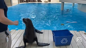 3.9K views · 112 reactions | ♻️ It's #EarthWeek and we’ll be sharing daily challenges with you all week-long! First up, Kamia and our sea lion crew want to know how you’re reducing your single-use plastics or switching over to reusable items. For a chance to win a Houston Zoo prize pack, post a photo below showing us how you’re completing the challenge! | Houston Zoo | Facebook