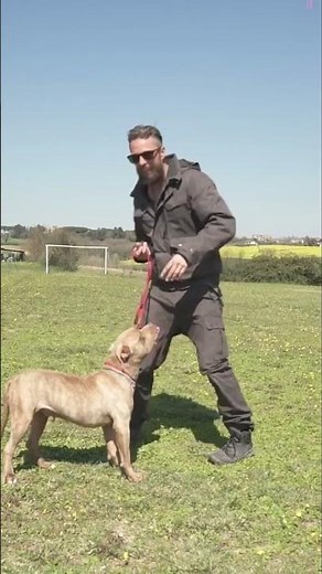 Pitbull Transformation: Training an Aggressive Dog with Treats