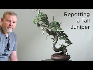 Bonsaify | Challenging Repot of a Tall Collected Juniper Bonsai