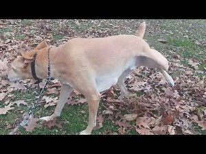 Lots of dog peeing for the week