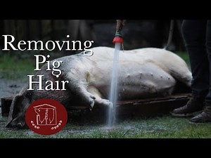 Removing Pig Hair vs Skinning a Pig