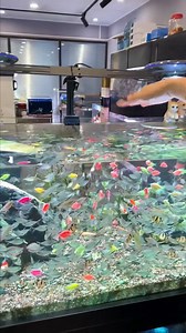 100K views · 1.4K reactions | "Feeding Time Fun ✨" #feedingtime #fishtankfeeding #aquariumfeeding #fishlovefood #fishmeal #aquariumlife #fishtanklove #aquariumhobby #plantedtank #reeftank #freshwaterfish #saltwaterfish #fishcommunity #feedingfish #aquariumdaily #tankvibes #aquariumcare #fishkeeperlife #aquariumworld #fishfun | Insider Fish | Facebook