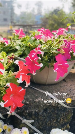 30 December 2025# shorts #winter flowering plants#rosy's jannat