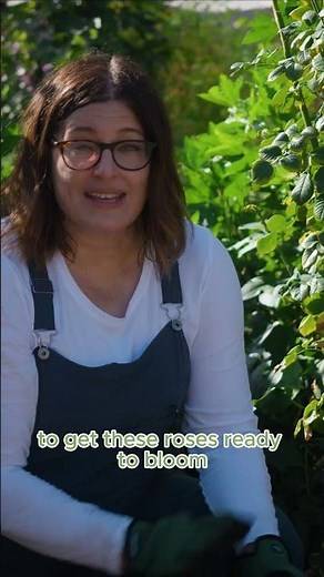 Pruning Roses for Fall Blooms #arizonagarden