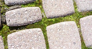 How to Grow Moss Between Pavers