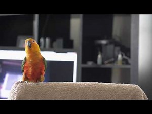 Jenday Conure Dancing to Billy Jean