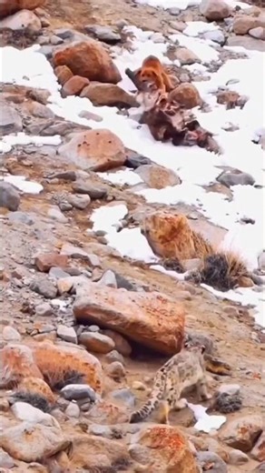 Doggo vs Snow Leopard 😂