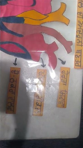 👉 Thermocol Model of Human ❤️ Heart | Internal Structure with Labeled Parts | Science Project