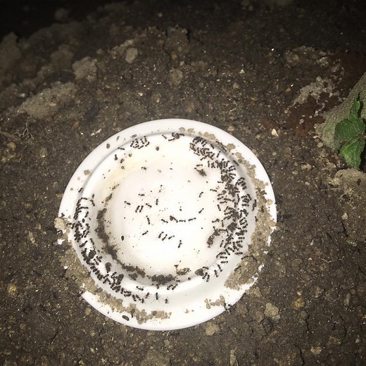 家庭菜園やプランターのアリを安全に低コストで駆除する方法