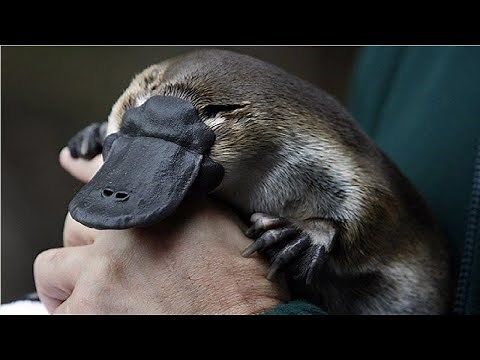 Ornitorrinco Características e Curiosidades.