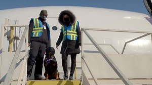 Dogs can be aviation enthusiasts, too! Rosie is “the number 1, on-the-ground fan of our FedEx team in Mirabel.” | Skies Magazine