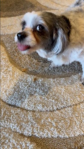 Our Dogs Are OBSESSED With These 🐶😍 | Milk-Bone Soft & Chewy Dog Treats