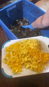 Here’s a little video of my new worm farm!🪱😂 These spoiled little red wrigglers should double in population every 2 months with the right conditions! Right now they are chilling in my warm garage but there should be about 250 pounds next December so I’ll have to figure out a plan before Nadine kills me!🤘😂🪱 I’ll keep you updated as the farm progresses and feel free reach out if you’re interested in starting one too🫶 We’re Open 10-5:30 Everyday. Happy things for salty people! #thesaltywoodsm