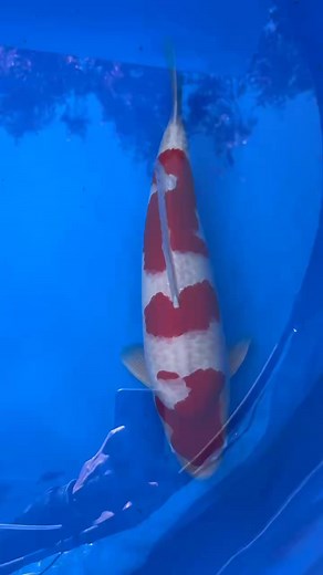 Thaisuwan Fish Farm on Reels