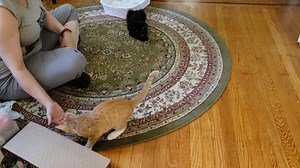 Who wouldn't want to adopt a kitten who plays fetch?! :D Crush is looking for a forever home! He's a super outgoing kitten who is everyone's friend and snuggle buddy. Crush's unique eyes and nose make him extra adorable! Apply to adopt this amazing boy on our website at kitkatplayroom.com/adopt. | Kitkat Playroom