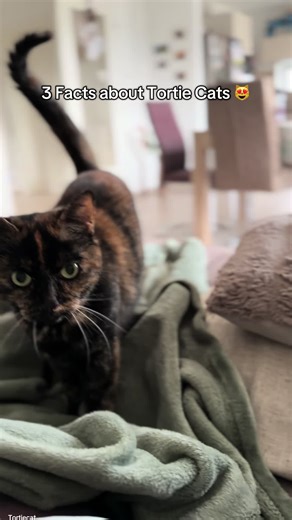 Here are 3 Facts about Tortie cat’s meowing 😸💖 #tortiecat #tortie #fyp #meowing #creatorsearchinsights
