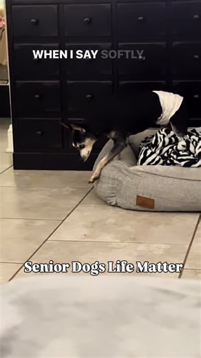 14K views · 53K reactions | Senior Dogs deserve to live out their lives until a natural end. I have thousands of comments saying put him down. These people are selfish and hate life. Yup, I just said that. #rescuedog #euthanasia #dog #seniordog | Dennis Gerard | Facebook