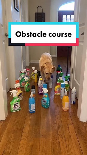 Obstacle course. #petsontiktok #dog #obstaclecourse #dogsontiktok