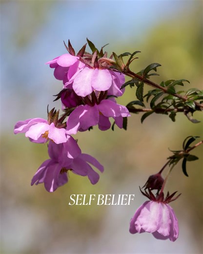 Dog Rose's unique appearance, resembling drooped shoulders, symbolises someone who is shy with a crushed held in personality. ⁠ ⁠ This Bush Essence enhances the flow of vital force, elevating quality of life, courage and self-esteem.⁠ ⁠ ⁠ Perfectly suited for shy, insecure individuals, Dog Rose instills confidence and security, guiding them towards inner strength and empowerment.⁠ It also helps one embrace life fully.⁠ ⁠ Affirmation: ⁠I acknowledge my own magnificence and feel confident in all s