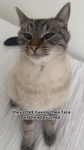 25K views · 502 reactions | I get a lot of comments asking if there’s something wrong with Dobby and why her mouth is always open in videos ⬇️ truth is it’s only open when she’s completely relaxed. I can often make her do it by massaging her head or stroking her nose and then I record her  | Thatcatdobby | Facebook