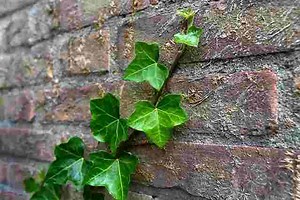 Unraveling the Ivy: The Enduring Symbolism of an Evergreen Vine