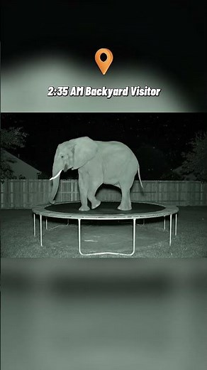 Elephant Caught Jumping on Backyard Trampoline 🐘😂 #CCTV #FunnyAnimals #Elephant