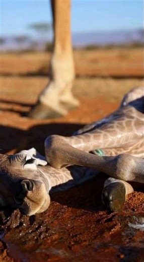 A giraffe gives birth to a baby.🦒#Giraffe #BabyGiraffe #Birth #Wildlife #newlife