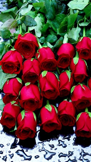 Colorful Roses | Roses