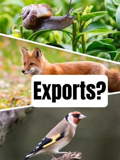 You will probably recognise these Alien Exports! Here are 3 more animals that are native to the UK, but have been shipped abroad- where they've become invasive! #ukwildlife #wildlife #nature #aliens #alienspecies | A Shot Of Wildlife