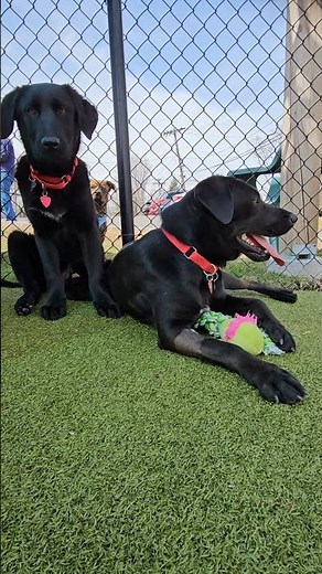 Lab / Flat Coated Retrievers for adoption