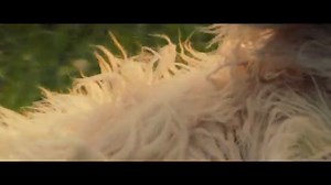 The-Farmers-Dog-Great-Hair