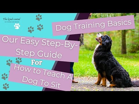 Dog Training Basics: Our Easy Step-by-Step Guide for How to Teach a Dog to Sit //THE KIND CANINE