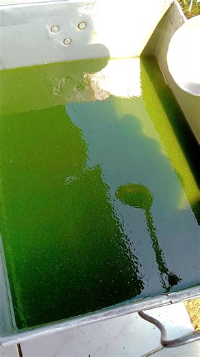 Cara Bikin Cincau Hijau Keras dari Daun — Resep Praktis