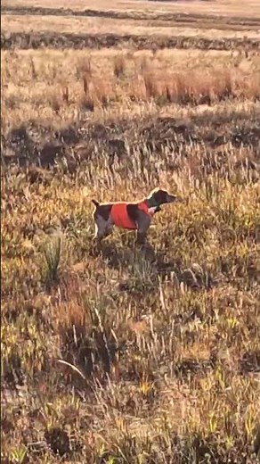 Bird Hunting | Simple Hunts S154 #birdhunting #birddog #hunting