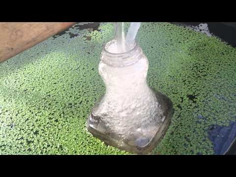 Growing Duckweed