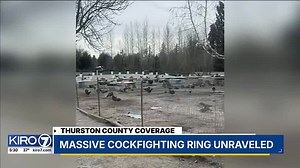 VIDEO: Massive cockfighting ring unraveled in Yelm