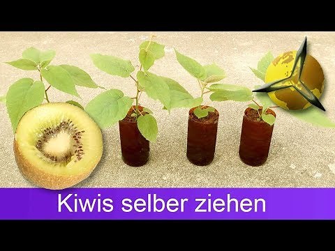 Plant your own kiwis