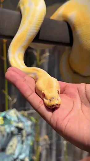 ball phyton albino 🧐🧐 #faktaunik #animals #shorts