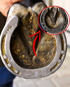 Oddly satisfying hoof restoration 🐎 | Rush Brush