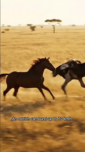 🦄 Horse vs 🐦 Ostrich: Sprint vs Endurance