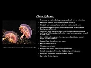 Coelenterata: General Characters and Classification