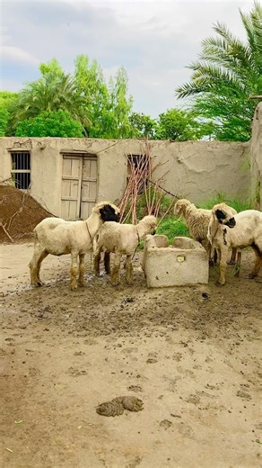 Rainy Beautiful Morning #rain #villagelife