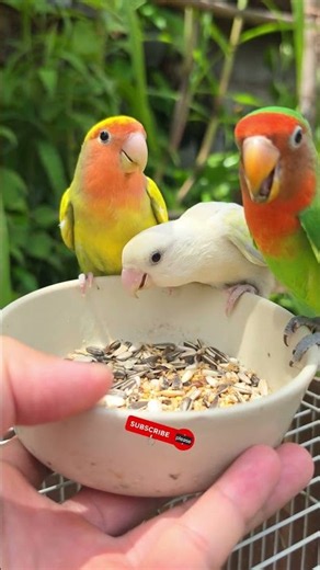 Lovebird sounds, cute Lovebirds eating and singing so relaxing.