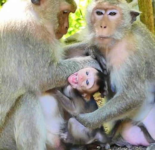 So loudly crying shaking body baby monkey got hardly pull her head to to block milk by mom | Monkey Daily TV
