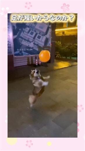 足のせいなのか？それとも、、？ #癒し #犬 #ペット