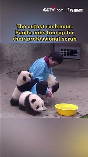 The cutest rush hour: Panda cubs line up for their professional scrub