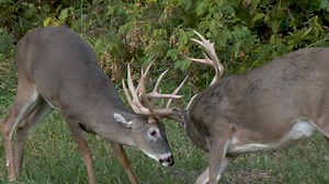 Ditch the guesswork! DeerCast Wind Check gives you a 5-day wind direction to plan your hunt with precision. | Drury Outdoors