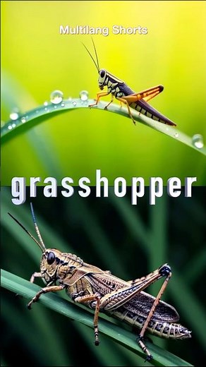 What’s a Grasshopper? 🦗 Learn Insect Names!